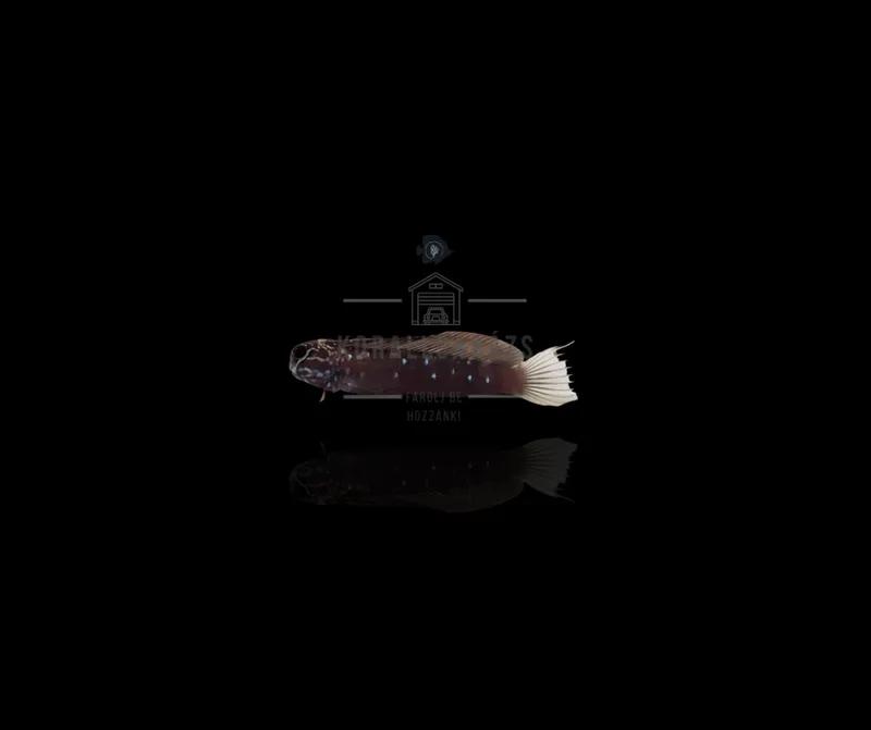 Atrosalarias Fuscus